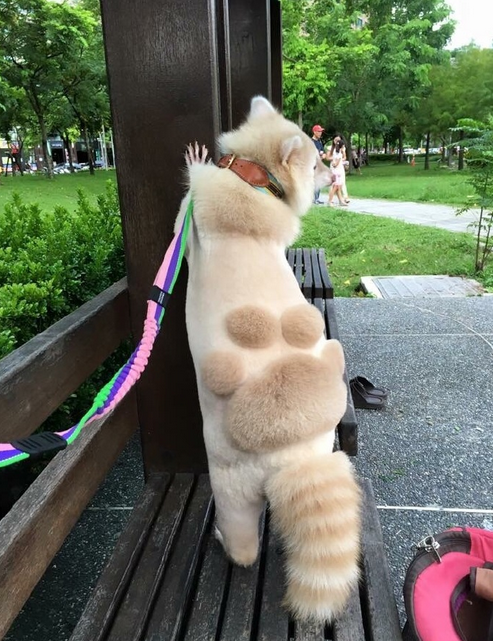 萌宠小浣熊干脆面剃毛后的图片大全动物gif搞笑图片