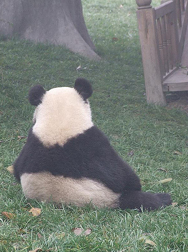 忧郁熊猫萌宠背影图片大全动物gif搞笑图片