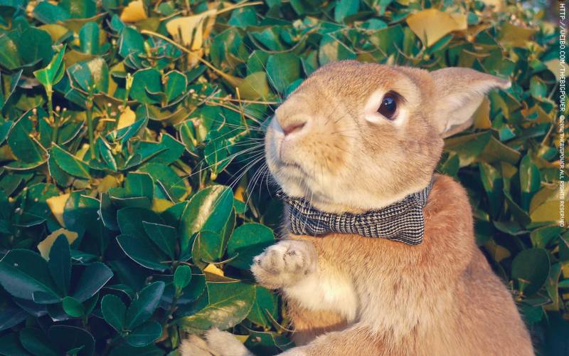 微博网红史大力小兔子动物高清图片素材动物gif搞笑图片