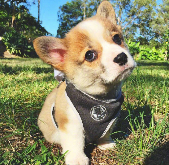 三个月小柯基幼犬可爱图片大全动物gif搞笑图片