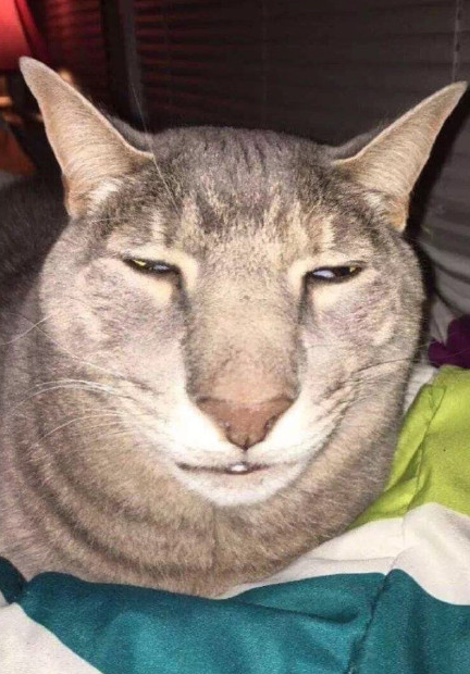 长得丑的猫动物搞笑图片合集大全动物gif搞笑图片