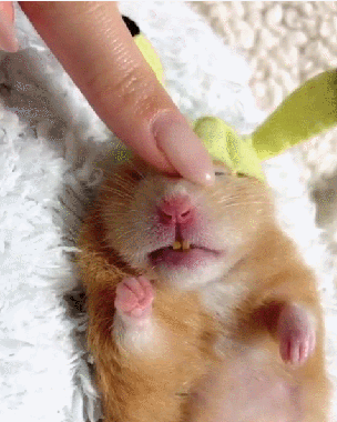 仓鼠可爱动物萌宠睡觉gif动态图动物gif搞笑图片