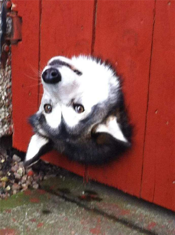 搞笑可爱狗狗哈士奇表情包大全动物gif搞笑图片