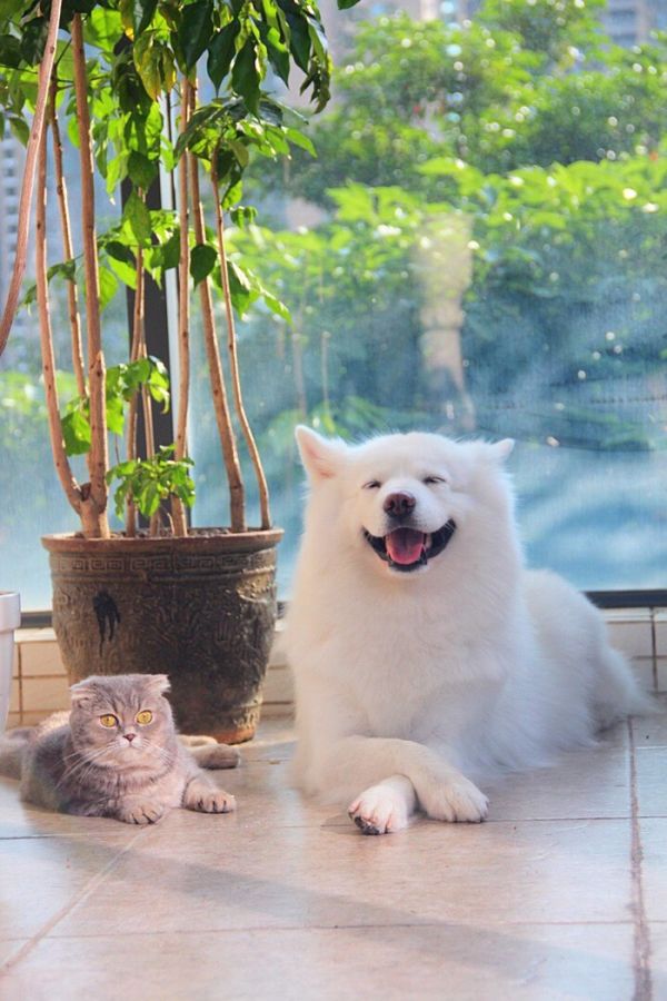 回忆专用小马甲妞妞端午可爱萌宠图片动物gif搞笑图片