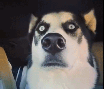 哈士奇动物惊恐鄙视搞笑动态表情包图动物gif搞笑图片