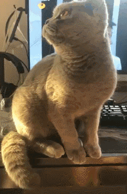 猫动物回首掏搞笑动态表情包图动物gif搞笑图片