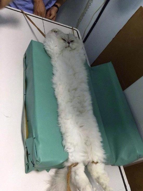 猫动物绝育吐舌头可爱搞笑图动物gif搞笑图片