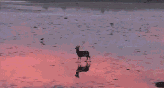 小鹿动物夕阳下奔跑gif动态图动物gif搞笑图片