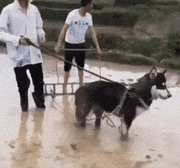 哈士奇动物耕田干农活搞笑gif动态图动物gif搞笑图片