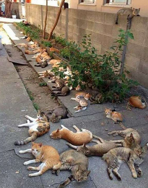 猫吃猫薄荷动物打滚照片大全动物gif搞笑图片