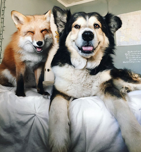 网红狐狸和牧羊犬可爱动物CP图片动物gif搞笑图片