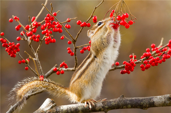 花栗鼠可爱动物萌宠图片大全动物gif搞笑图片