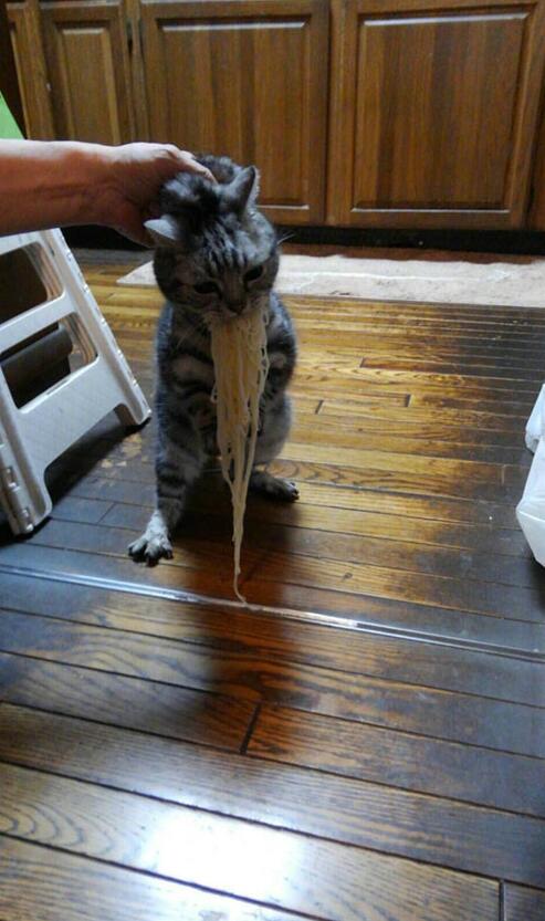 猫动物偷吃当场抓住可爱搞笑图片动物gif搞笑图片