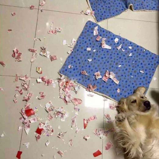 狗动物拆家撕人民币搞笑图片动物gif搞笑图片