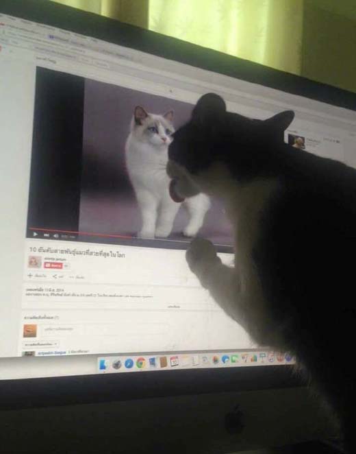 猫动物见偶像舔电脑屏幕搞笑图片动物gif搞笑图片