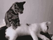 猫按摩踩奶可爱动物动态表情包动物gif搞笑图片