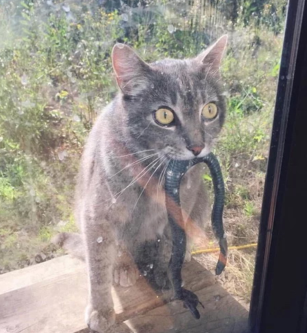 猫咬蛇动物搞笑吓人图片动物gif搞笑图片