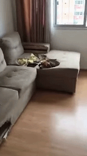 狗拆家拆沙发动物搞笑动态表情包动物gif搞笑图片