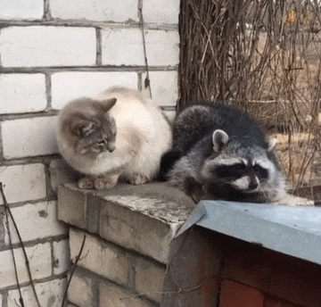 猫揍干脆面动物打架可爱搞笑动图动物gif搞笑图片