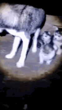 狗猫卧底内奸动物可爱搞笑动图动物gif搞笑图片