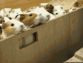 仓鼠荷兰猪可爱动物动态图片动物gif搞笑图片