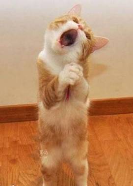 猫站立唱歌动物可爱搞笑表情包图动物gif搞笑图片