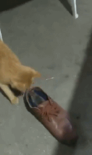 猫抓老鼠玩游戏搞笑动态图动物gif搞笑图片