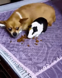 狗荷兰猪动物争抢食物搞笑动图动物gif搞笑图片