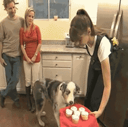 狗动物惊恐表情包搞笑动态图动物gif搞笑图片