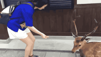 梅花鹿鞠躬吃东西动态图动物gif搞笑图片