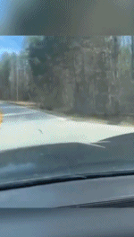 火鸡动物马路拦车搞笑动图动物gif搞笑图片