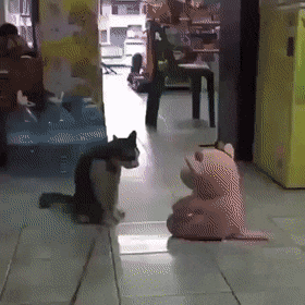 猫动物打架玩偶搞笑动态图动物gif搞笑图片