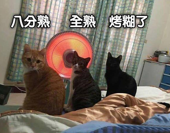 猫烤小太阳动物烤火取暖搞笑图片动物gif搞笑图片