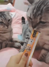 猫萌宠抢吃东西动物搞笑动态图动物gif搞笑图片