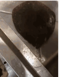 鱼翻身搞笑动物动态图动物gif搞笑图片