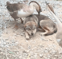 大鹅啄狗头搞笑动物动态图动物gif搞笑图片