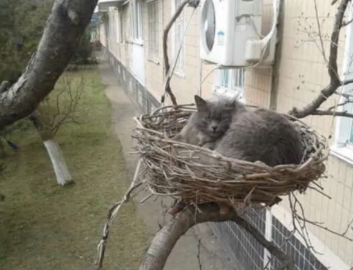 猫睡鸟窝搞笑动物图片动物gif搞笑图片