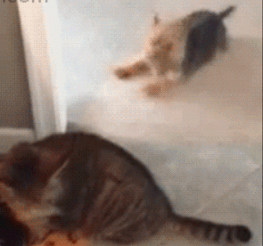 猫跟狗打架的搞笑动态图动物gif搞笑图片