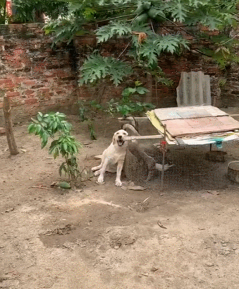 鸭子啄狗的头搞笑图动物gif搞笑图片