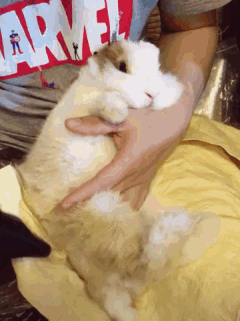 兔子洗澡吹毛的动图动物gif搞笑图片