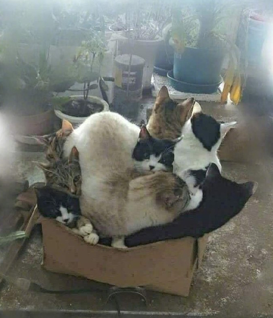 猫喜欢钻盒子的搞笑图动物gif搞笑图片