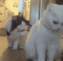 猫舔毛的gif动态图动物gif搞笑图片