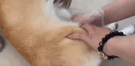 动物看毛片的搞笑图片动物gif搞笑图片