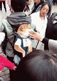 柴犬被美女围住抚摸的动图动物gif搞笑图片