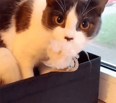 猫的舌头被黏住了的图片动物gif搞笑图片