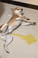 狗躺着撒尿的动态图动物gif搞笑图片