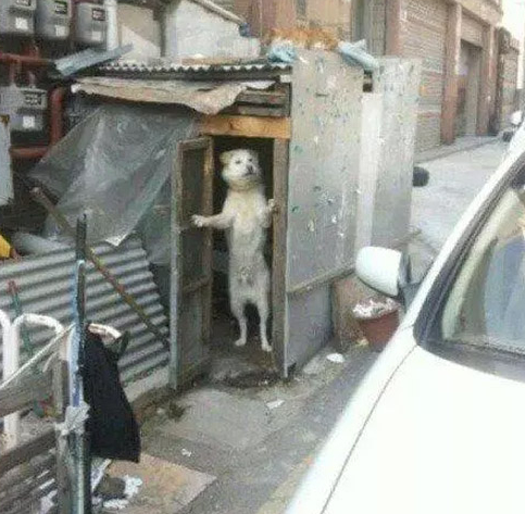 狗开门动物可爱搞笑图片动物gif搞笑图片