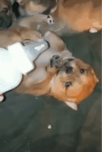 狗喝奶瓶动物搞笑动态图动物gif搞笑图片