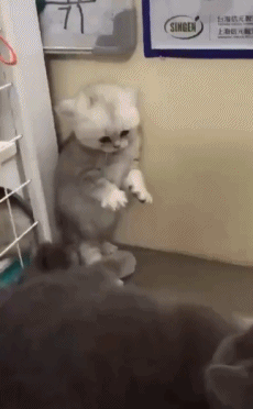 猫打架害怕搞笑动物动态图动物gif搞笑图片