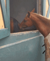 马魔性表情包动物搞笑动态图动物gif搞笑图片